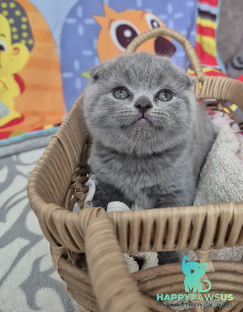 Orion Scottish Fold male blue - live animals
