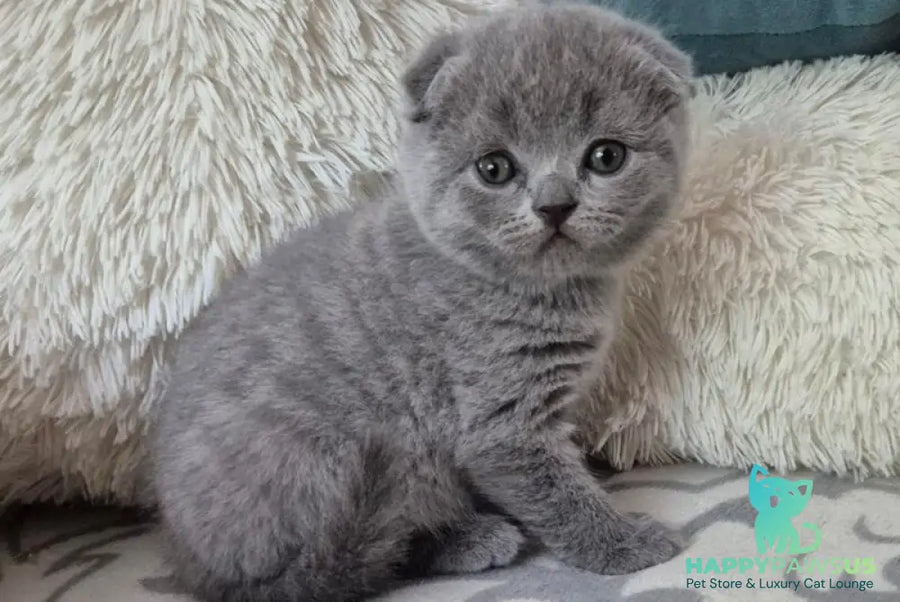 Orion Scottish Fold male blue - live animals