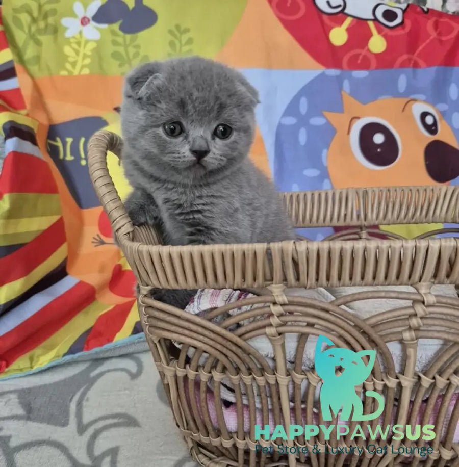 Orion Scottish Fold male blue - live animals