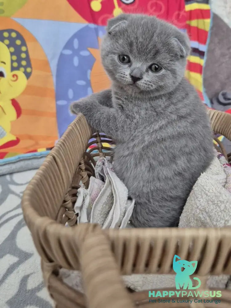Orion Scottish Fold male blue - live animals