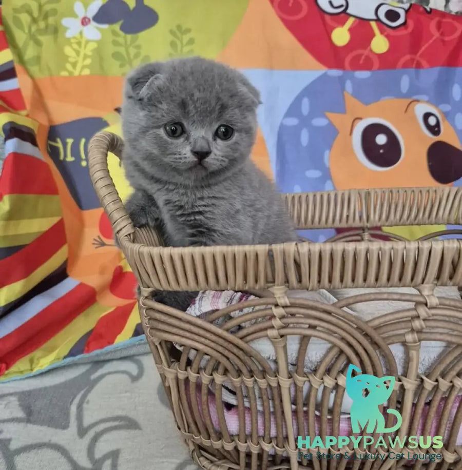 Orion Scottish Fold male blue - live animals