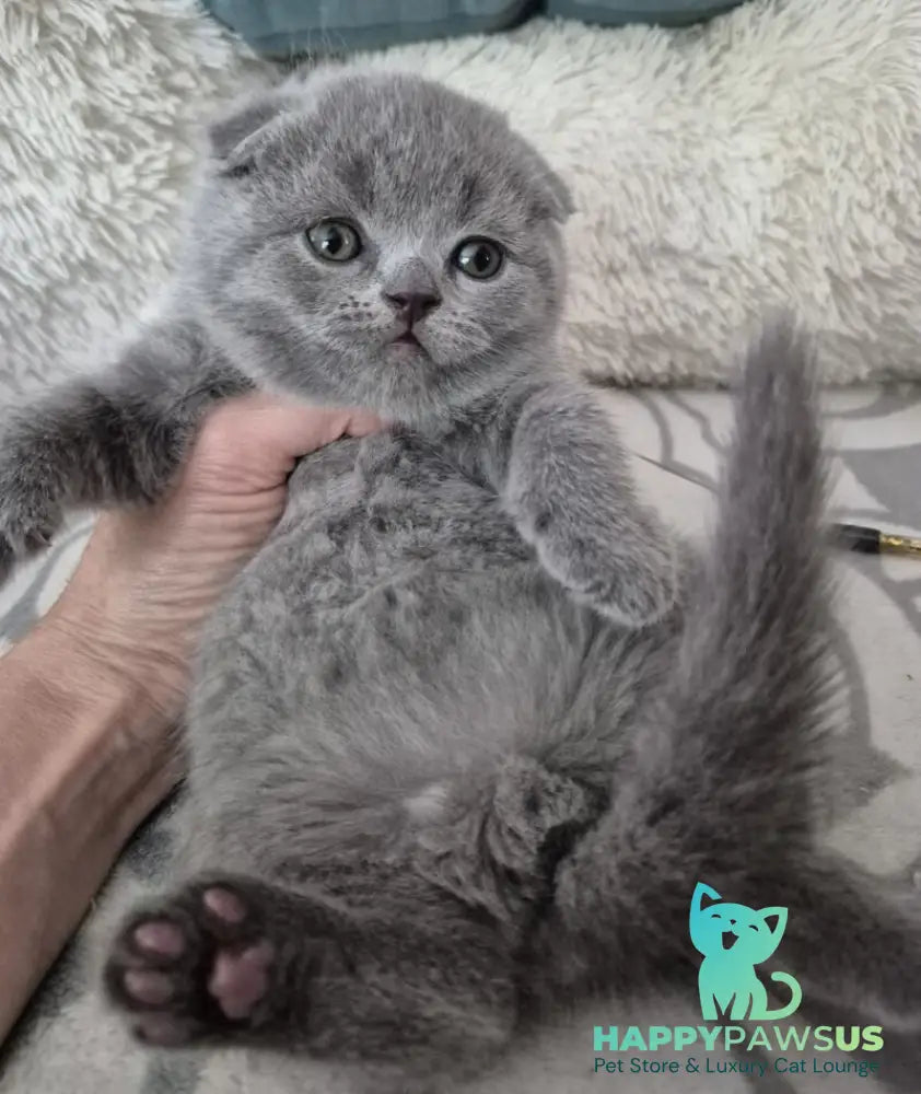 Orion Scottish Fold male blue - live animals