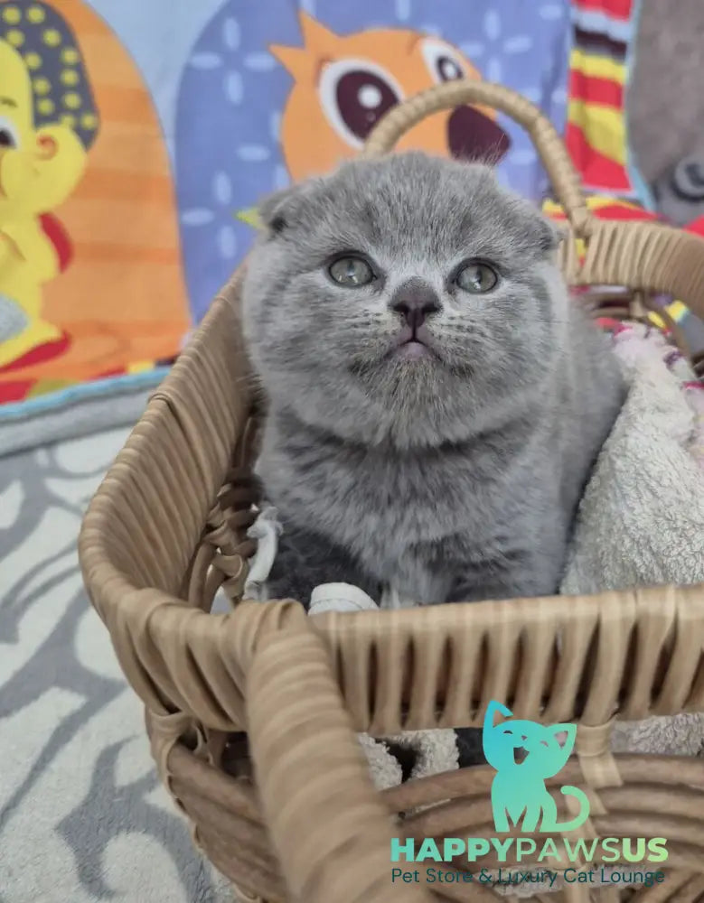 Orion Scottish Fold male blue - live animals