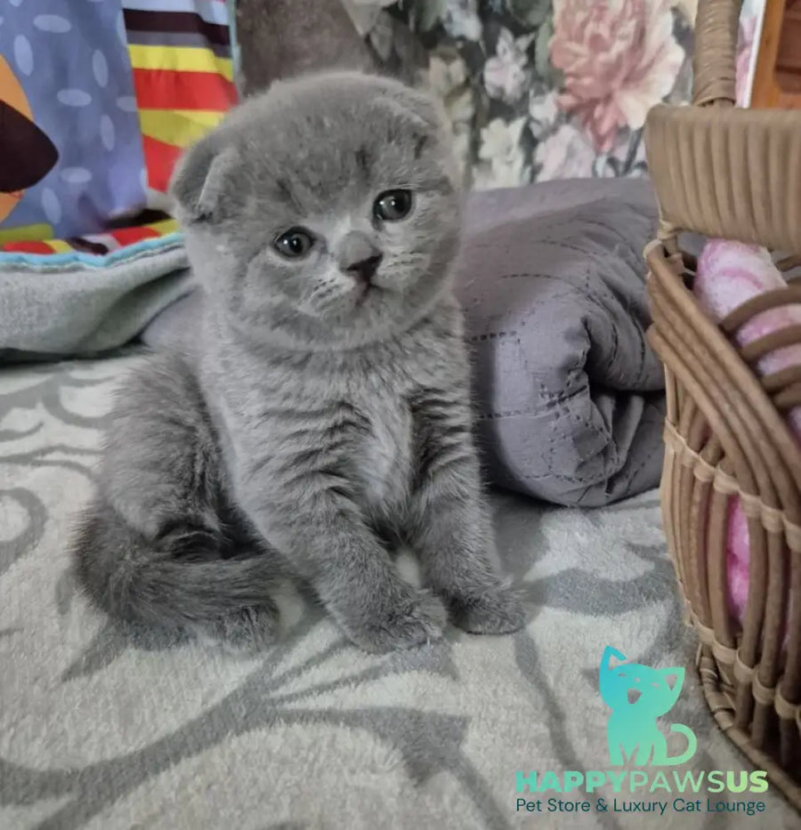 Orion Scottish Fold male blue - live animals