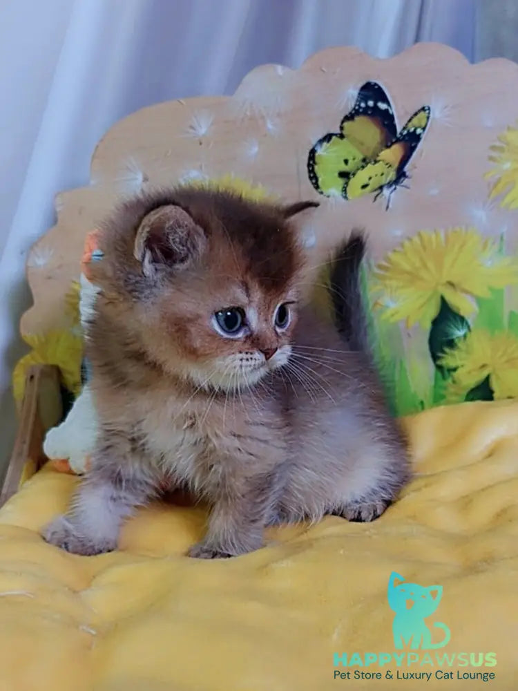 Orion Scottish Straight male chocolate golden ticked tabby - live animals