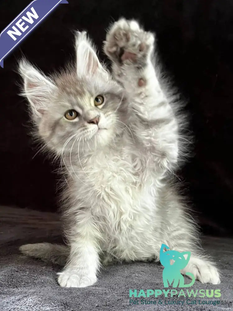 Orlando Maine Coon male black silver spotted tabby - live animals