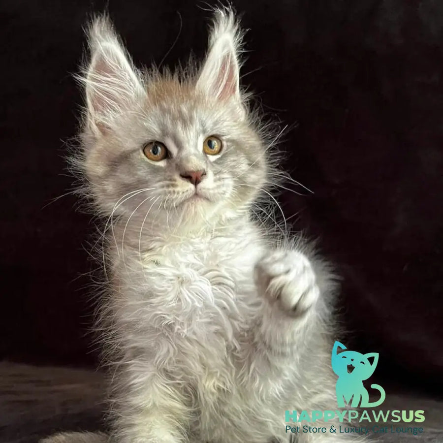 Orlando Maine Coon male black silver spotted tabby - live animals