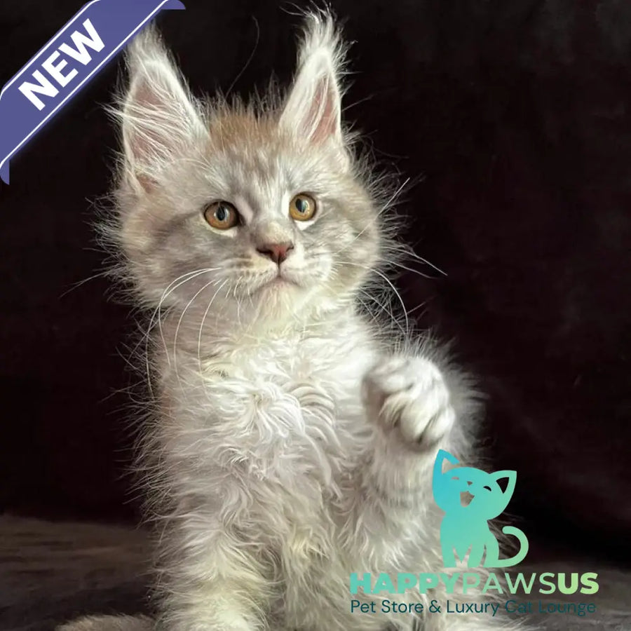 Orlando Maine Coon male black silver spotted tabby - live animals