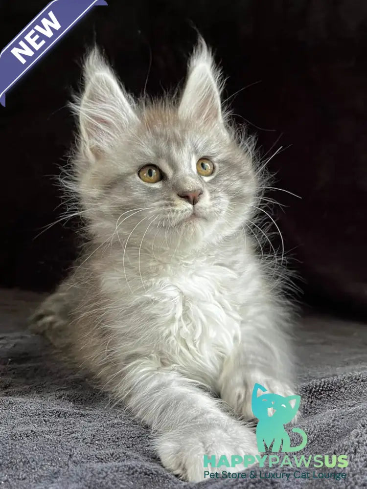 Orlando Maine Coon male black silver spotted tabby - live animals