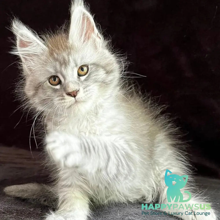 Orlando Maine Coon male black silver spotted tabby - live animals