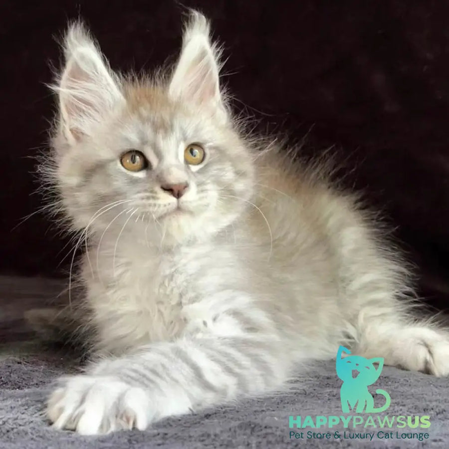Orlando Maine Coon male black silver spotted tabby - live animals