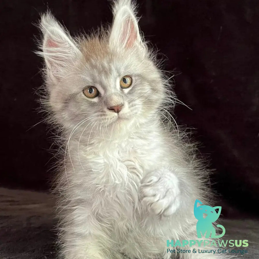 Orlando Maine Coon male black silver spotted tabby - live animals