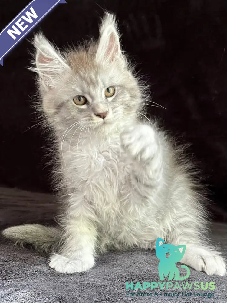 Orlando Maine Coon male black silver spotted tabby - live animals