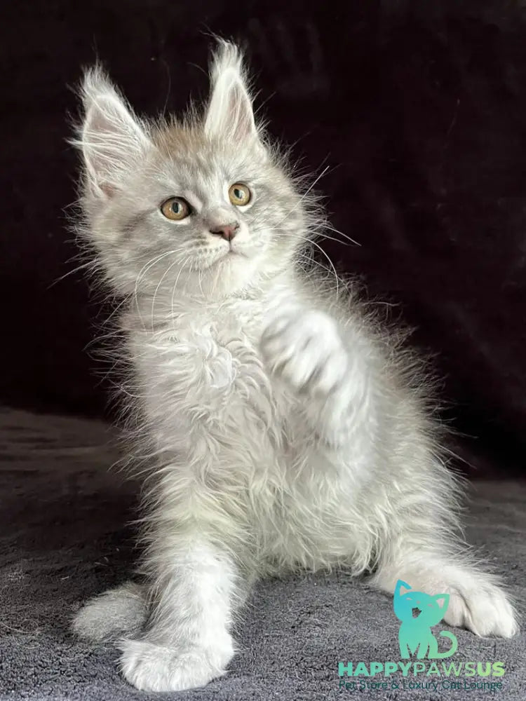 Orlando Maine Coon male black silver spotted tabby - live animals
