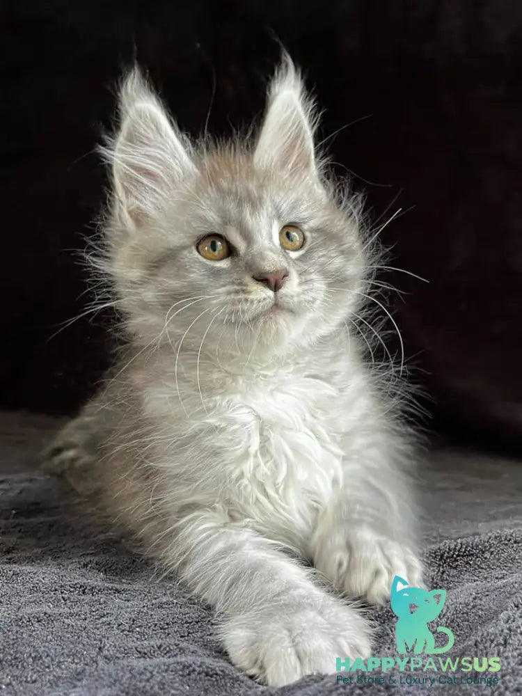 Orlando Maine Coon male black silver spotted tabby - live animals