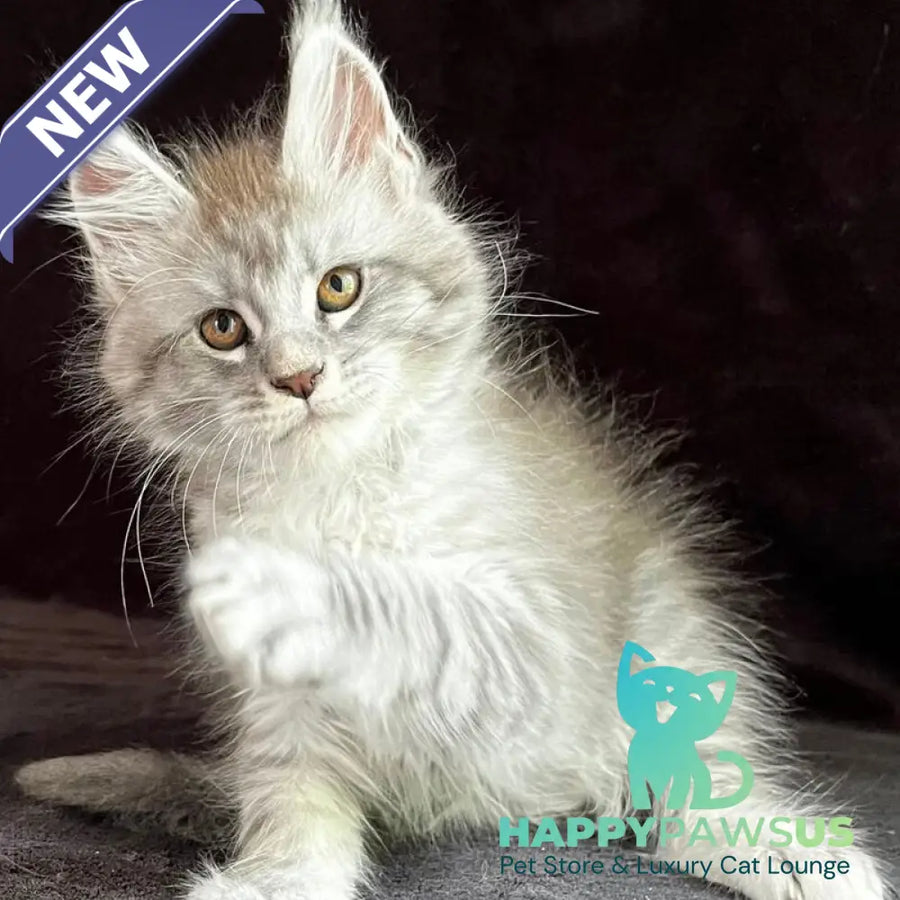 Orlando Maine Coon male black silver spotted tabby - live animals