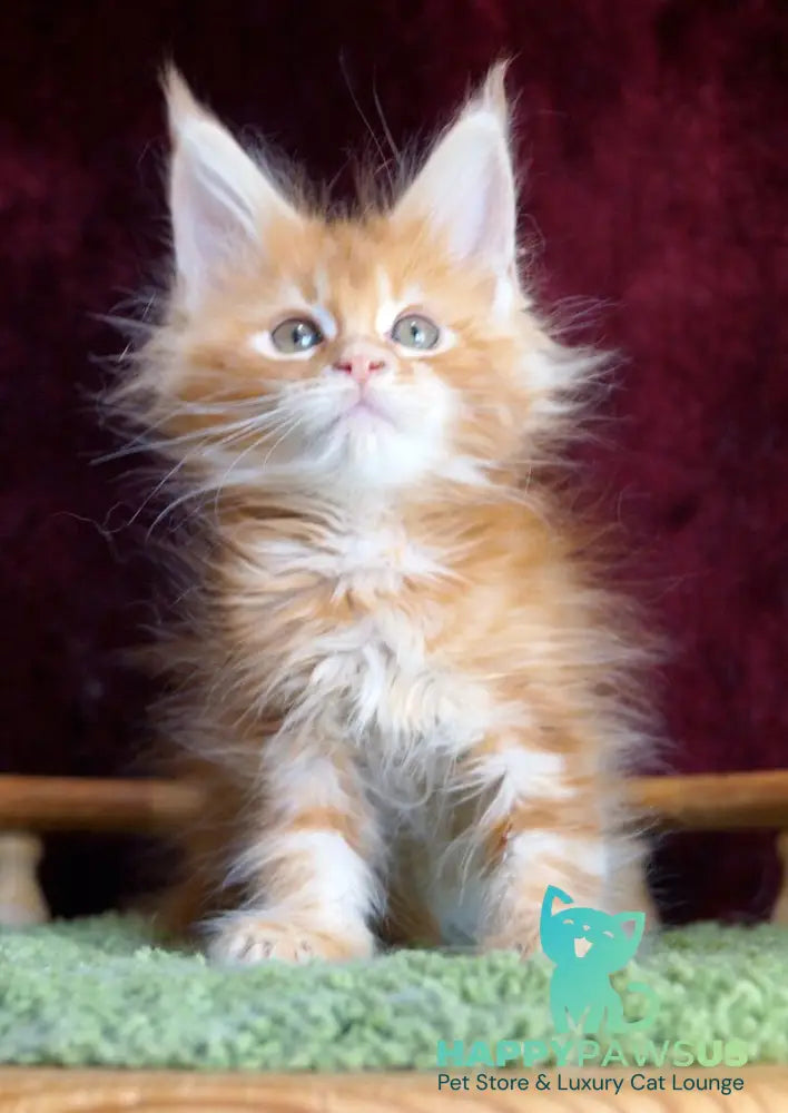 Orlenok Maine Coon male red silver tabby - live animals
