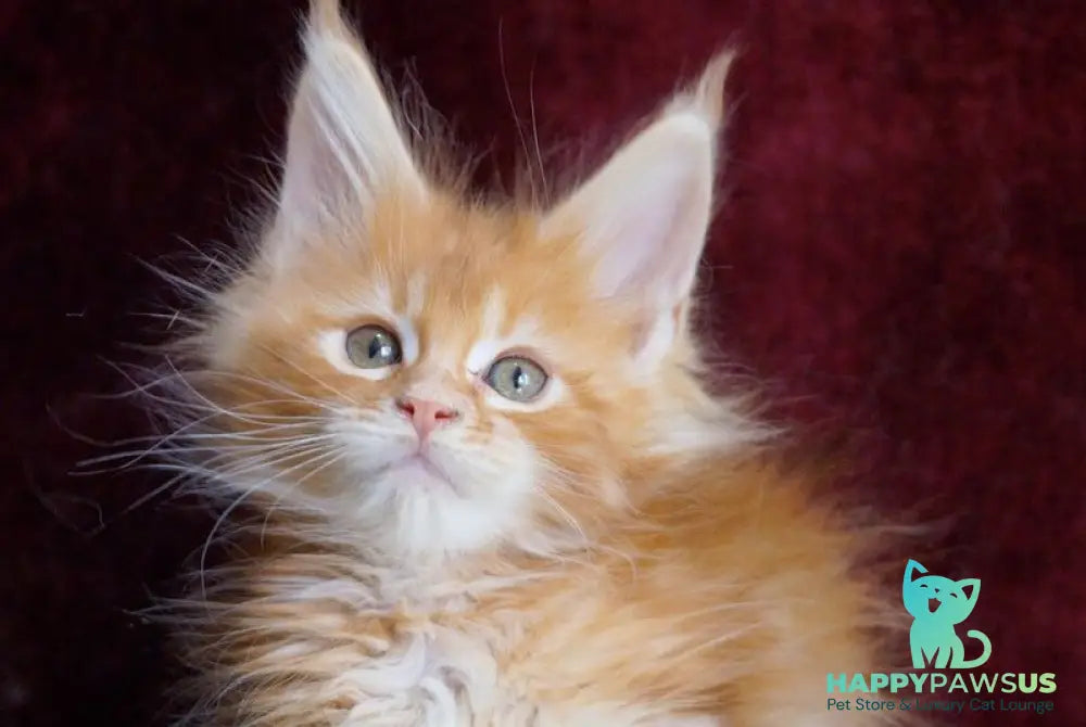 Orlenok Maine Coon male red silver tabby - live animals