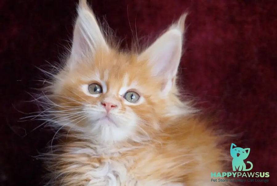 Orlenok Maine Coon male red silver tabby - live animals