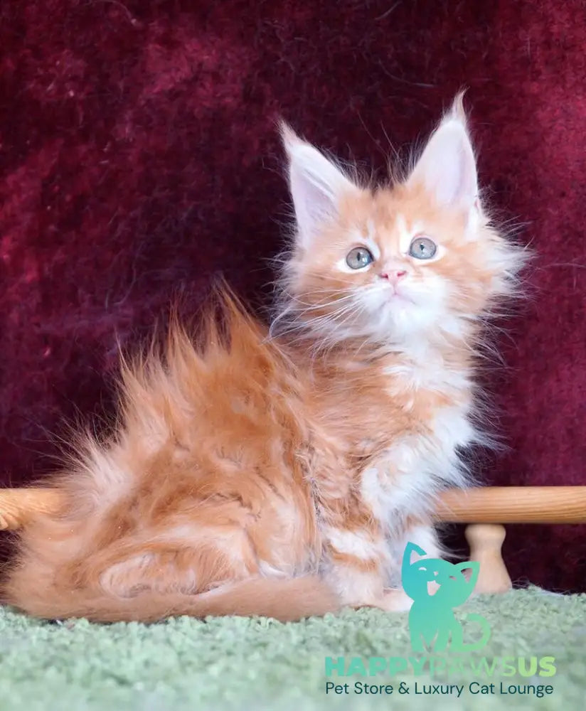 Orlenok Maine Coon male red silver tabby - live animals