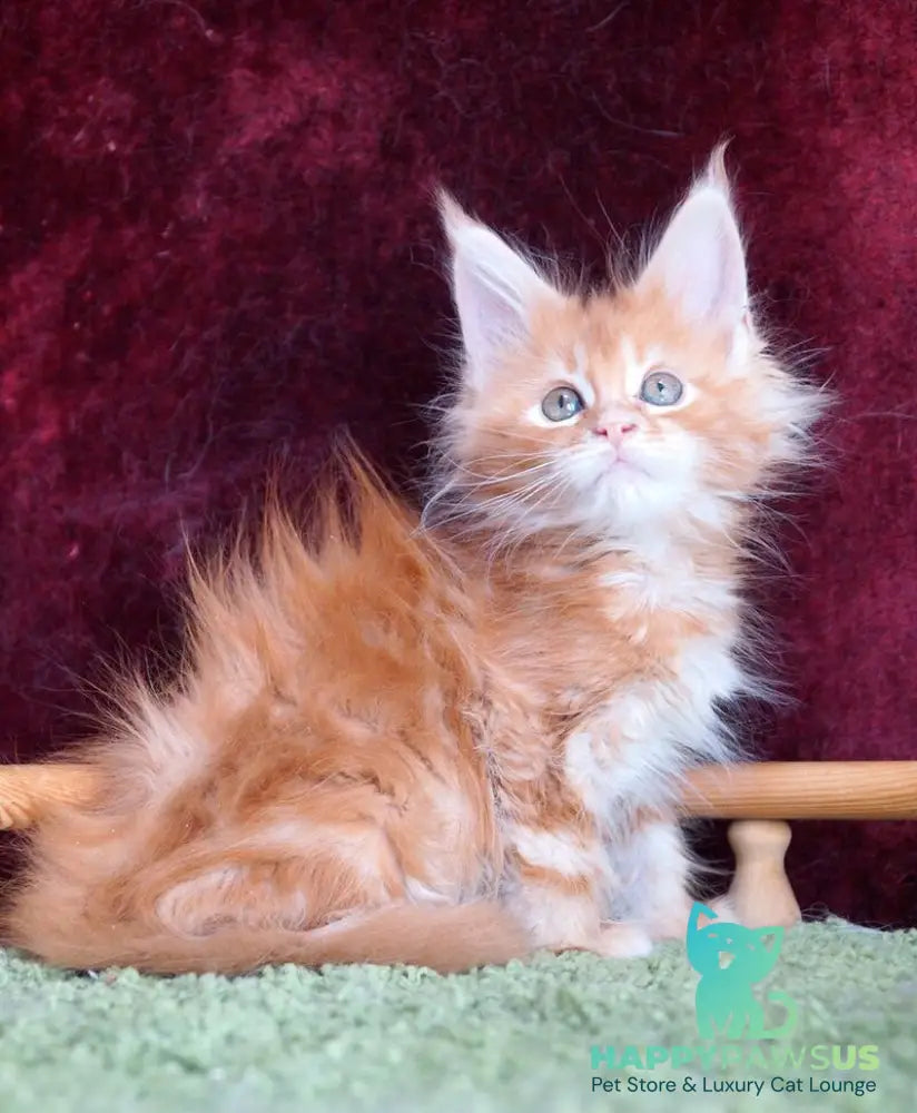Orlenok Maine Coon male red silver tabby - live animals