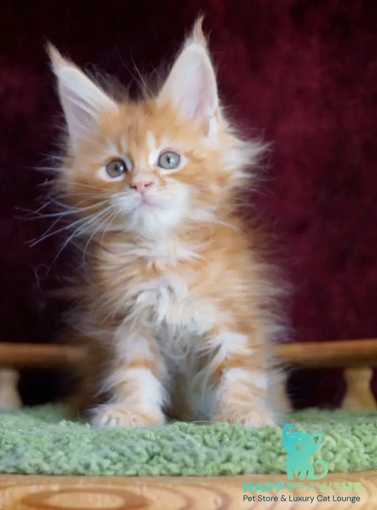 Orlenok Maine Coon male red silver tabby - live animals