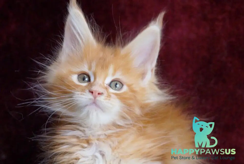 Orlenok Maine Coon male red silver tabby - live animals