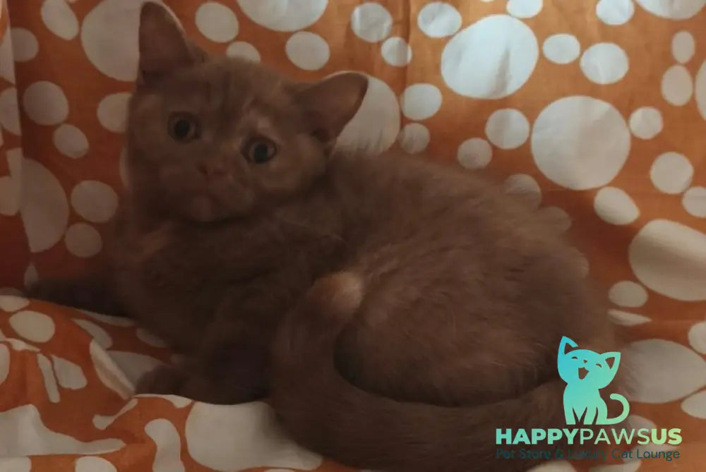 Orletta British Shorthair female cinnamon tortie - live animals