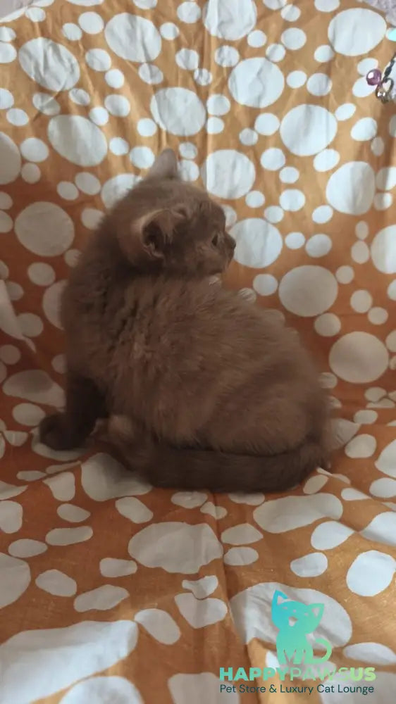Orletta British Shorthair female cinnamon tortie - live animals