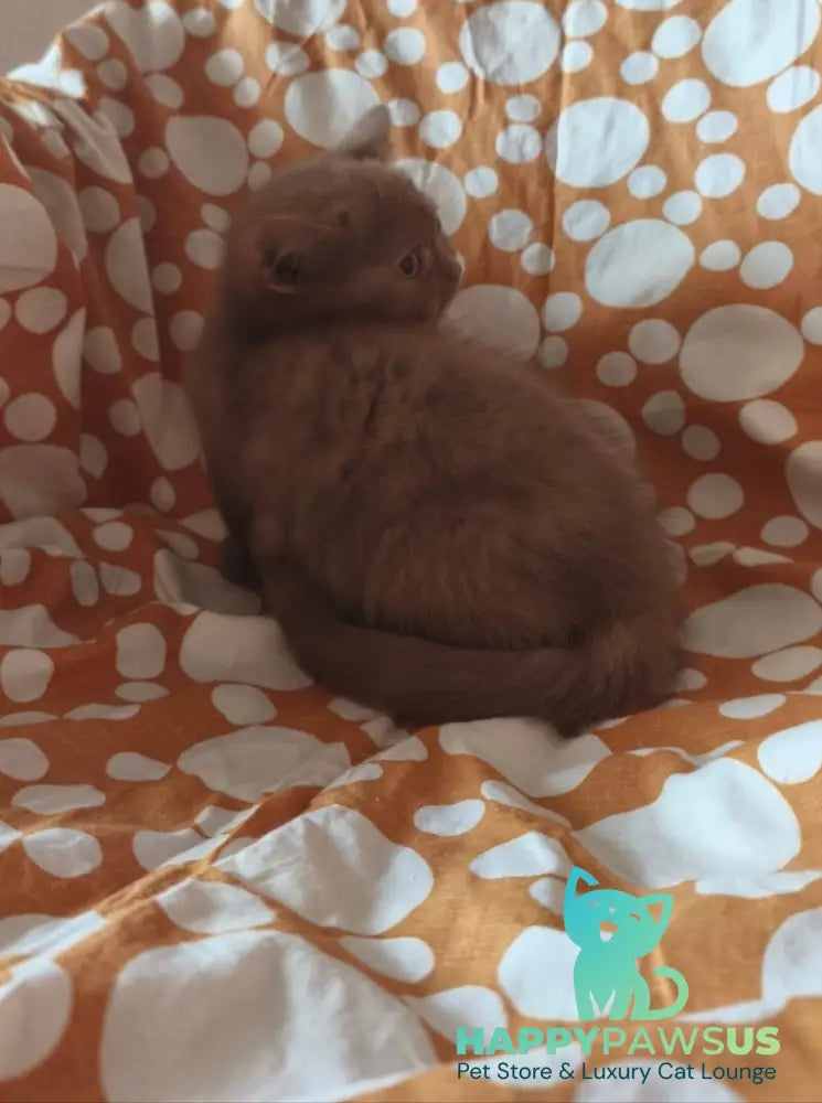 Orletta British Shorthair female cinnamon tortie - live animals