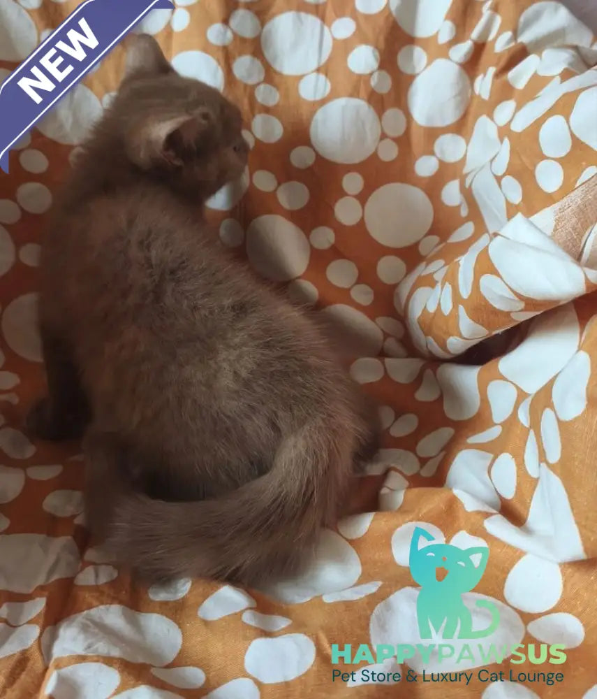 Orletta British Shorthair female cinnamon tortie - live animals