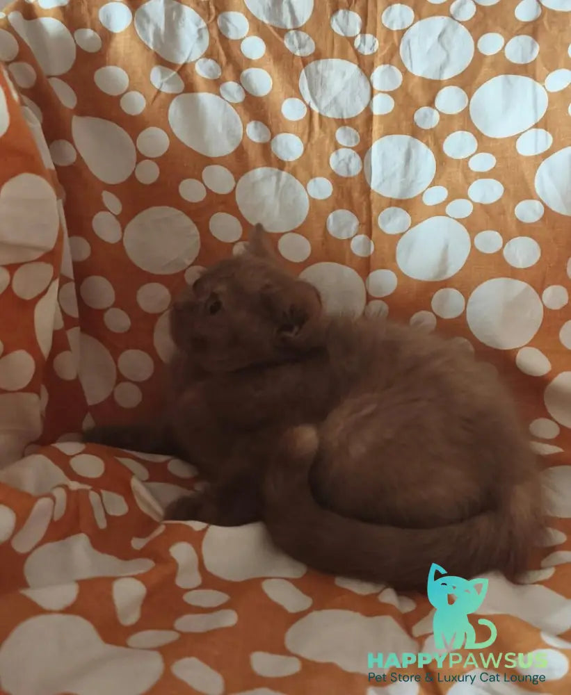 Orletta British Shorthair female cinnamon tortie - live animals