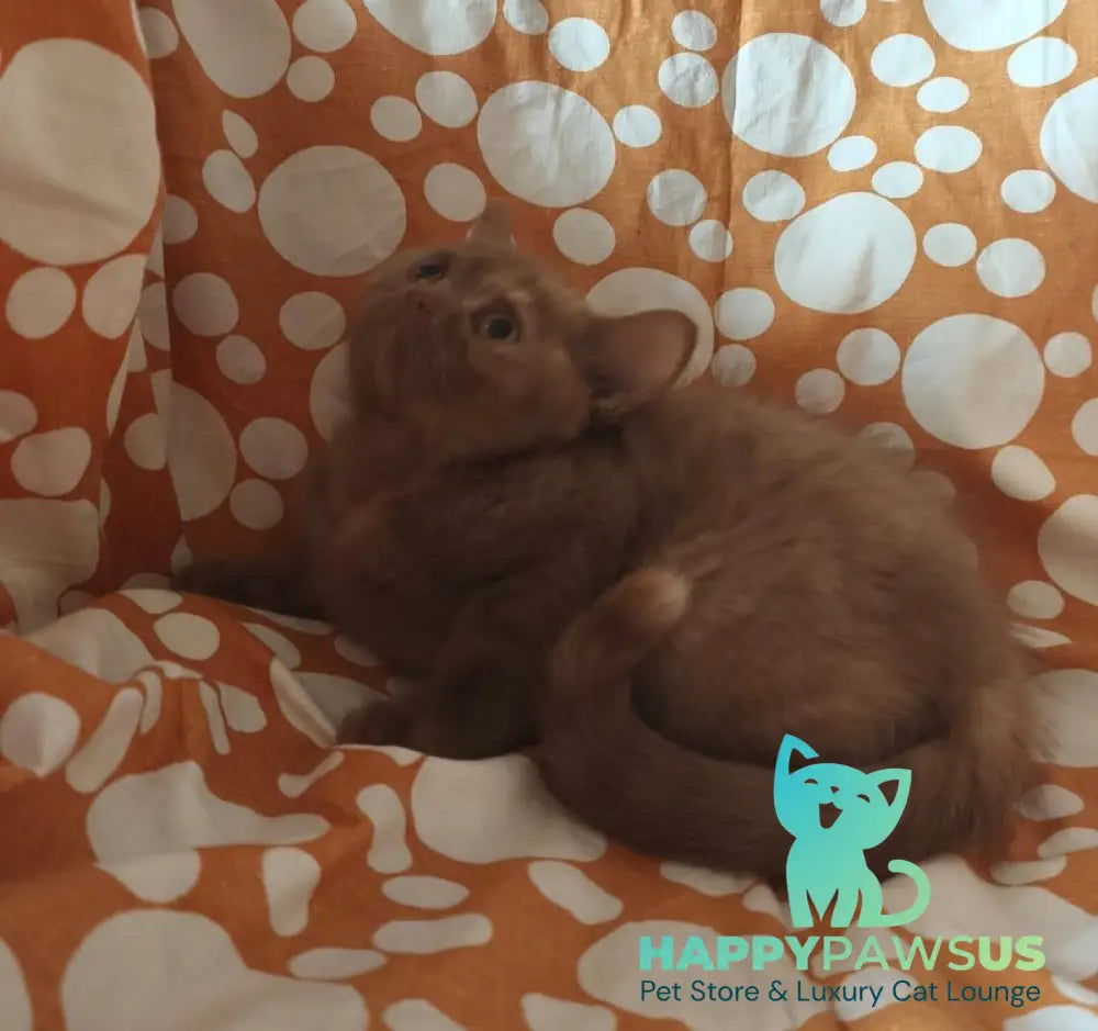 Orletta British Shorthair female cinnamon tortie - live animals