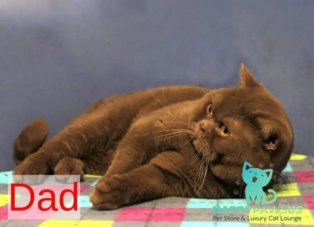 Orletta British Shorthair female cinnamon tortie - live animals