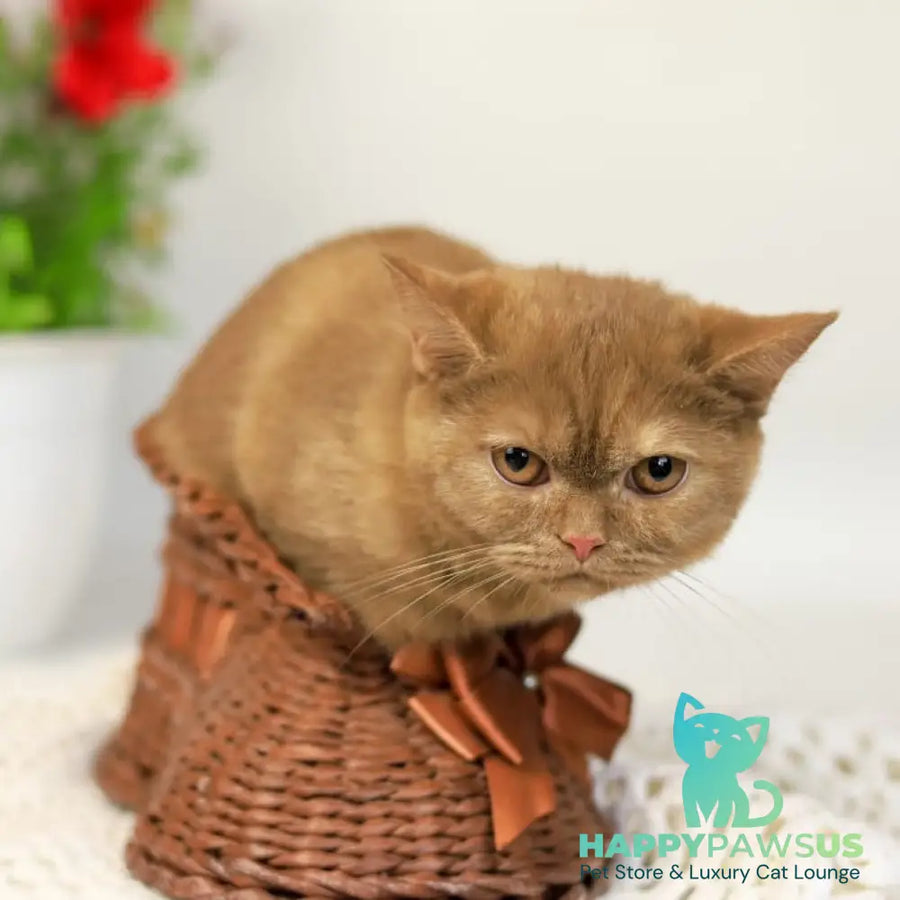 Orletta British Shorthair female cinnamon tortie - live animals