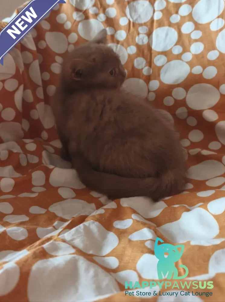 Orletta British Shorthair female cinnamon tortie - live animals