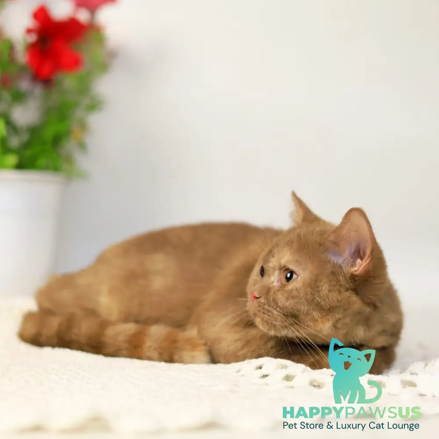 Orletta British Shorthair female cinnamon tortie - live animals