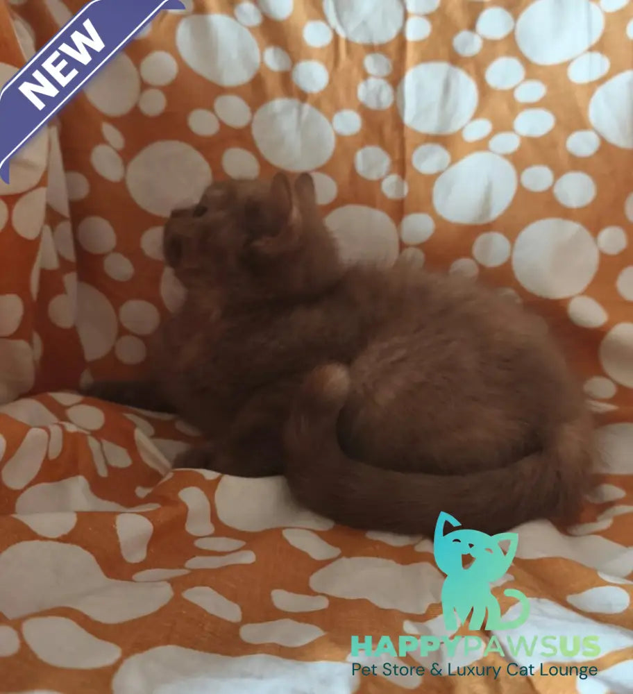Orletta British Shorthair female cinnamon tortie - live animals