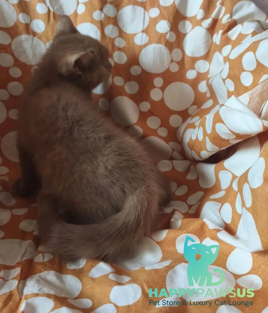 Orletta British Shorthair female cinnamon tortie - live animals