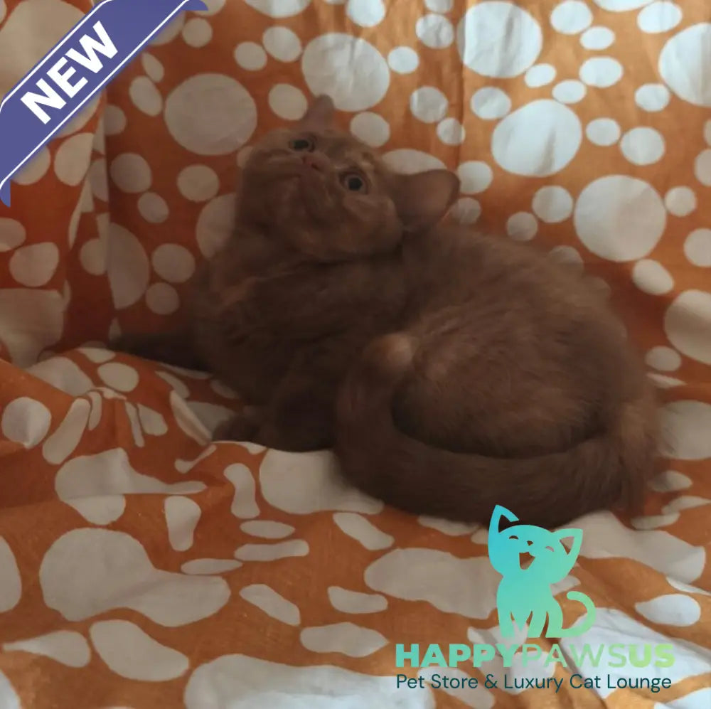 Orletta British Shorthair female cinnamon tortie - live animals