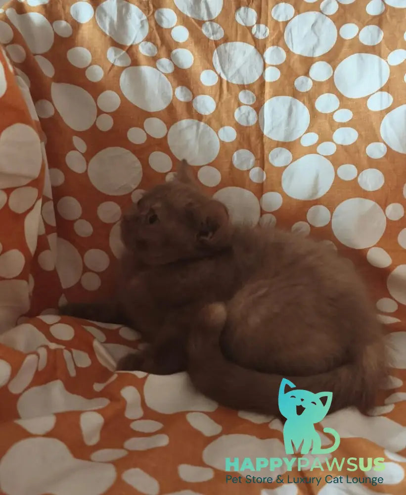 Orletta British Shorthair female cinnamon tortie - live animals