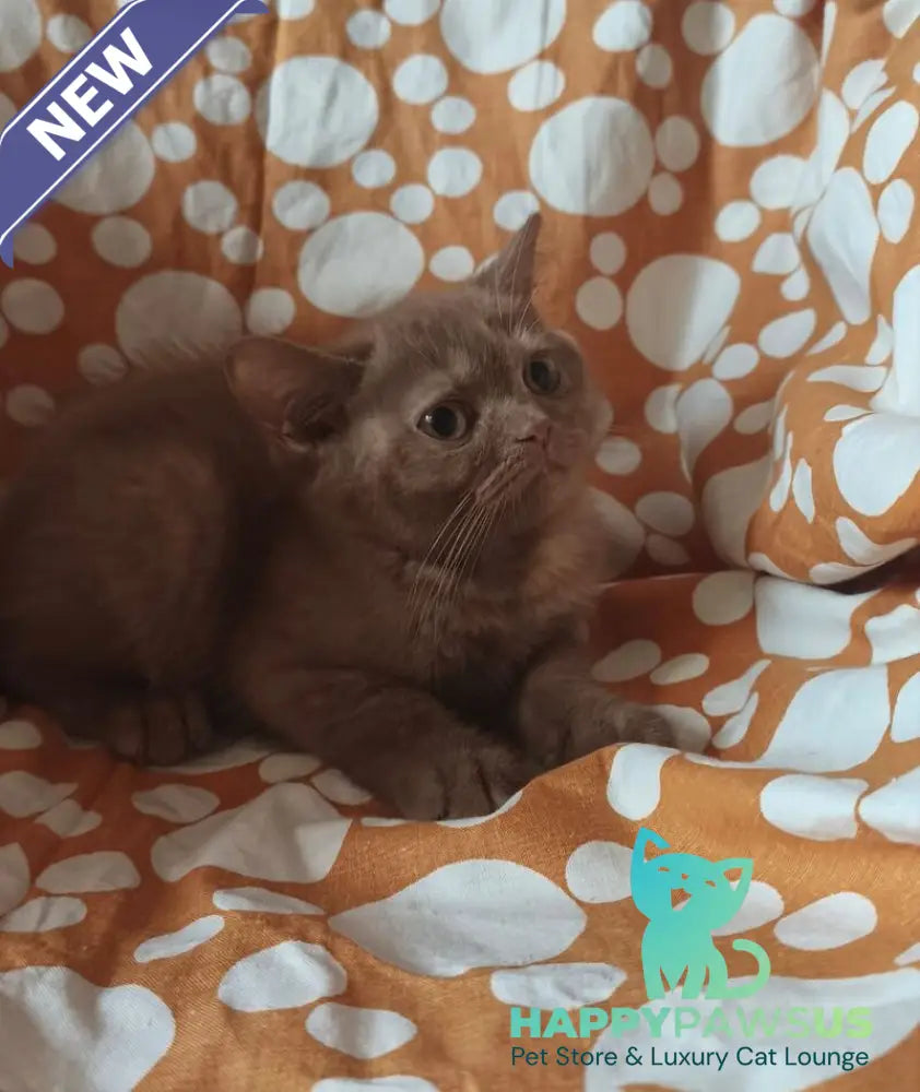 Orletta British Shorthair female cinnamon tortie - live animals
