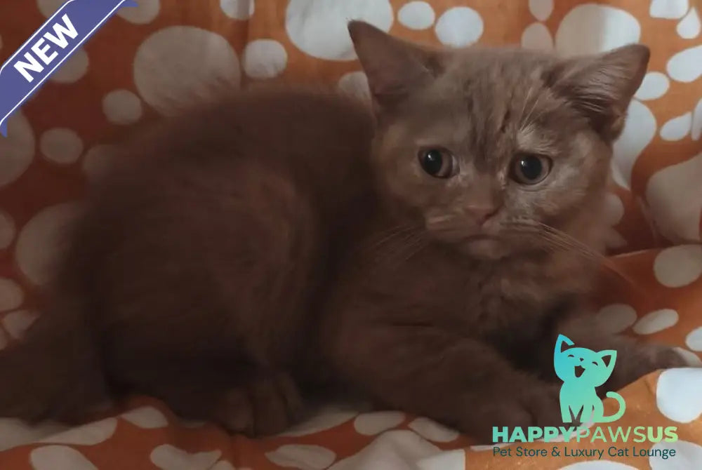 Orletta British Shorthair female cinnamon tortie - live animals