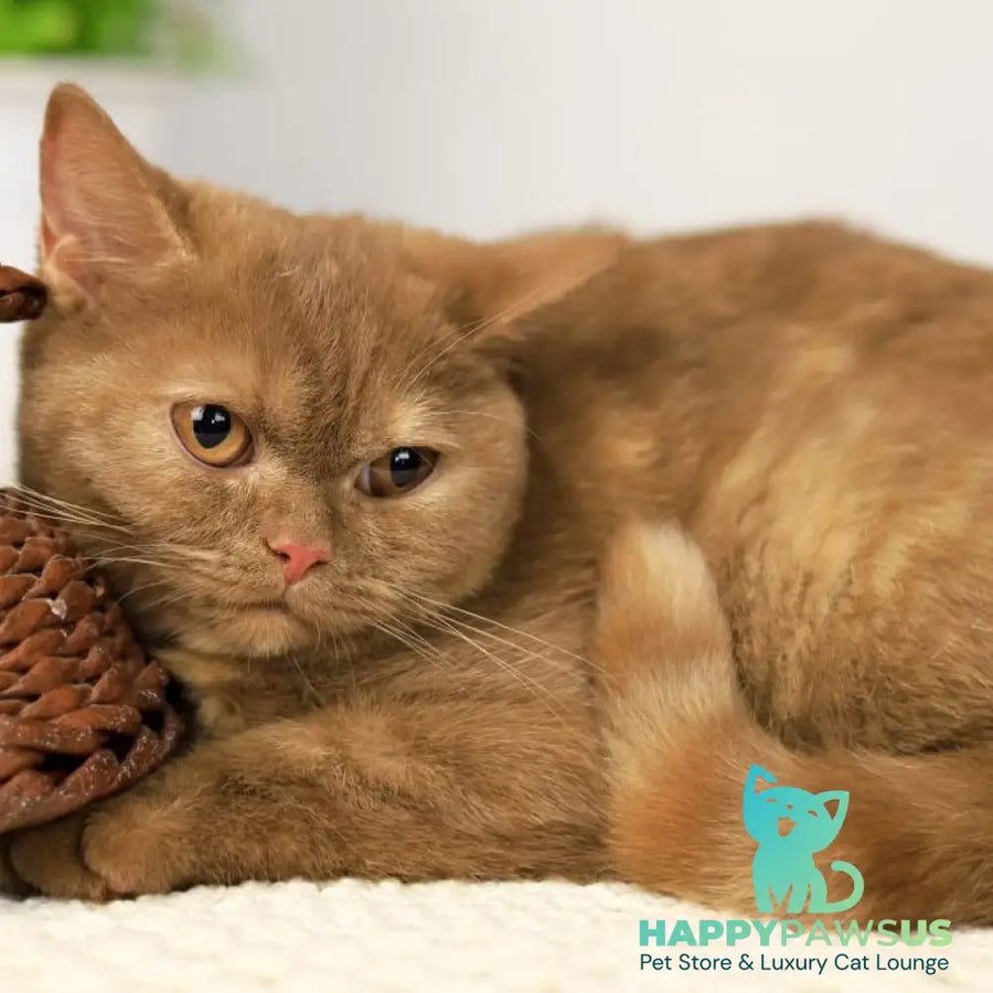 Orletta British Shorthair female cinnamon tortie - live animals