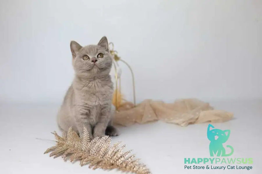 Orletta British Shorthair female lilac - live animals