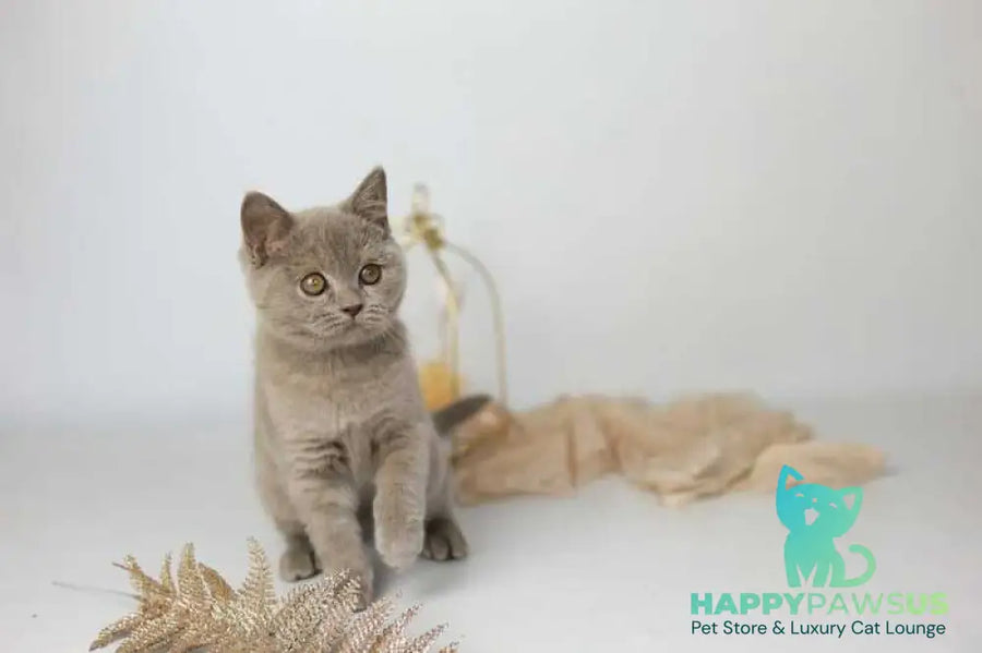 Orletta British Shorthair female lilac - live animals