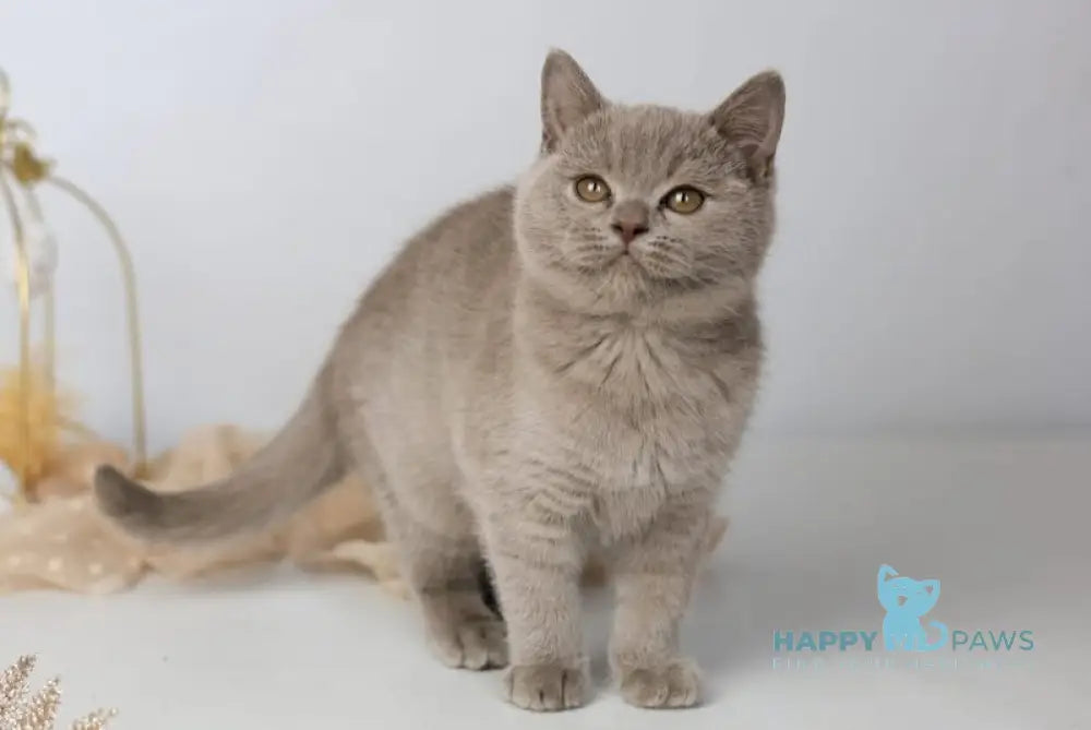 Orletta British Shorthair female lilac - live animals