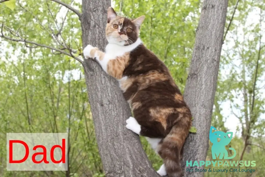 Orletta British Shorthair female lilac - live animals
