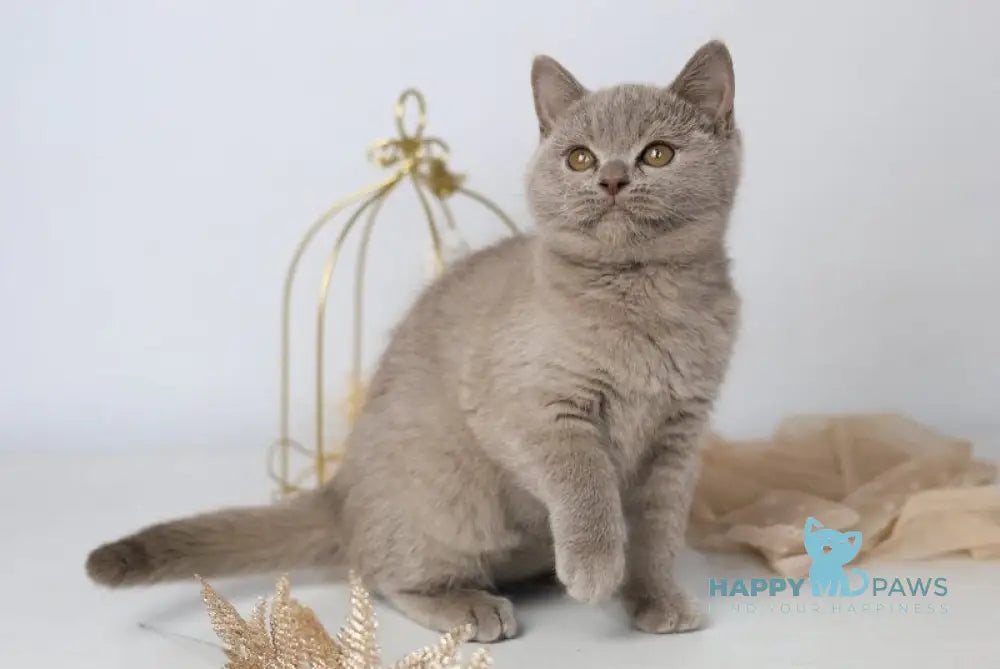 Orletta British Shorthair female lilac - live animals