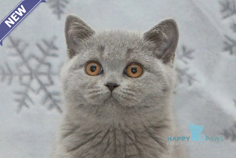 Ornette British Shorthair female blue live animals